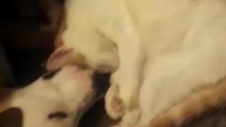 Cachorro y gatito se quedan dormidos del modo más adorable que te imagines