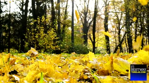 15 Minutes Leaves Background Autumn Ambience