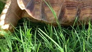 Denied! Cute Tortoise wants nothing to do with the carrot. Talk to the Shell!