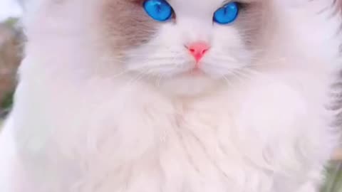 Have you ever seen such a beautiful princess cat?#cat #pet #f...