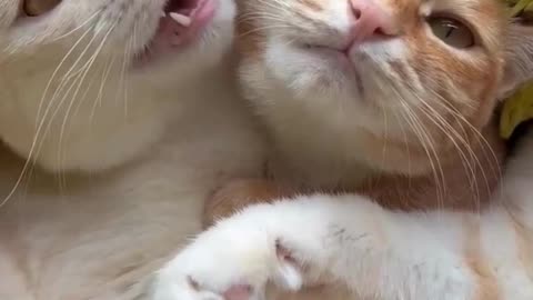 Cute cats meowing 🥰😻