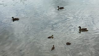 Five ducklings 1