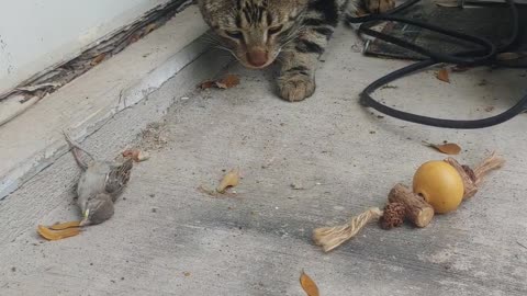 Neighbors kitten hanging out