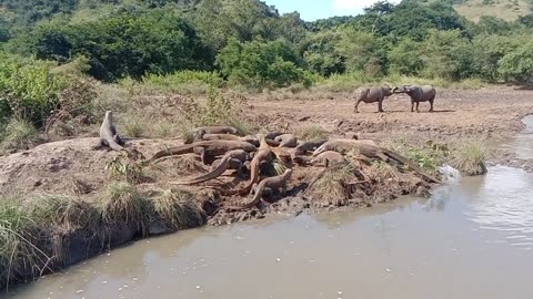 Komodo Dragons Feasting on Buffalo Calf 🐉🐃😯