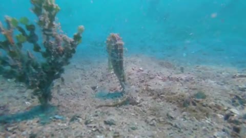 Scuba Diving in the Wonderful Nosy Sakatia - Nosy Be - Madagascar - with Sakatia Lodge - GoPro Hero8