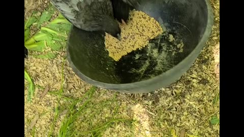 Hungry Chipper Chickens