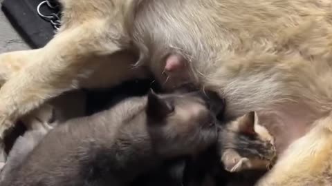 Lost Kittens Feed From Patient Momma Dog
