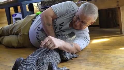 Wally the Alligator - comfort pet - emotional support....