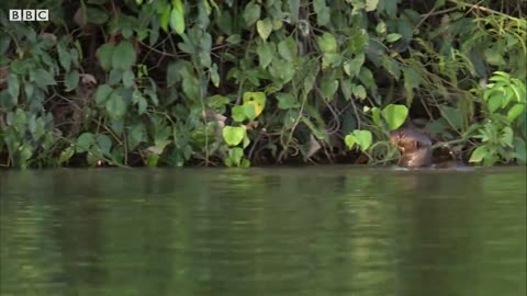 Otter Family Defeats Caiman in an Incredible Fight | BBC Earth