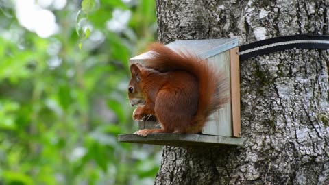 Amazing animals : FACTS ABOUT SQUIRRELS