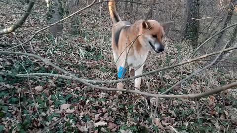 A Dog Biting A Bark Of Leafless