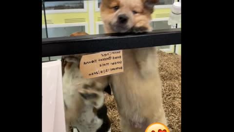🐶 😂 Funny & cute puppies verry happy this owner is coming.