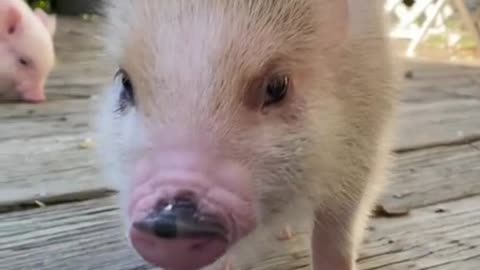 piggy#pig #piggy #minipig