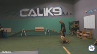 Modern dog training