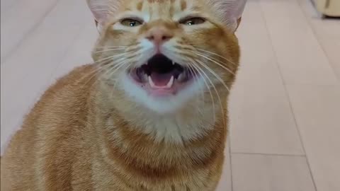 My Cat Sings With Me