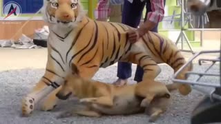 dog's reaction when surprised by a tiger and lion doll