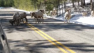 Big Horn Sheep Road Block in Montana