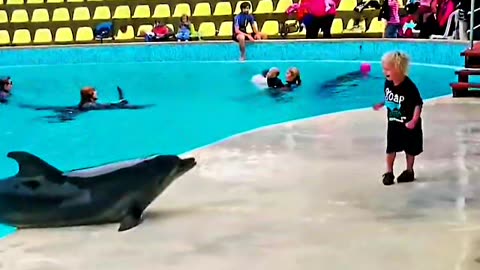 Little boy becomes friends at first sight with a Dolphin 🐬❤