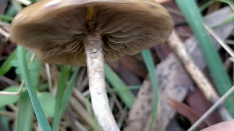 Dark purple spores around the cap definitely Psilocybe Subaeruginosa