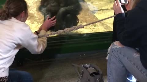 Chimpanzee Asking Girl to Scroll Her Phone