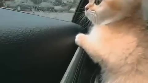 Cat 🐈 enjoying rain 🌧 weather 😍