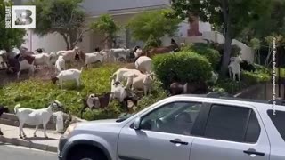 Goat a Load of That! DOZENS of Escaped Goats Block Road, Take over Neighborhood