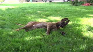 Puppy is playing with an apple