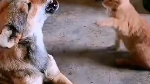 cat and dog fighting