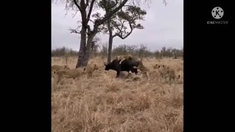 A Buffalo Being Attacked by Lions is Saved by the Herd