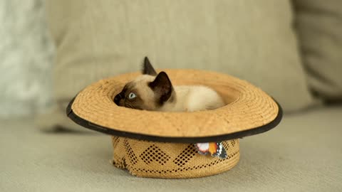 Siamese cat Inside a hat