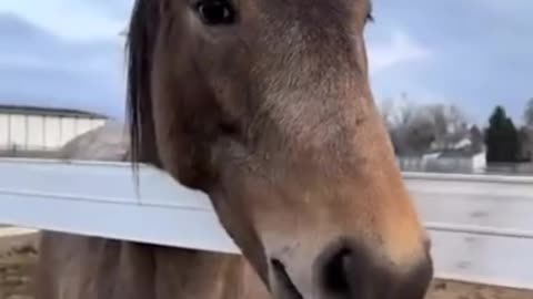 Horse loves it when human pretends the food is an airplane