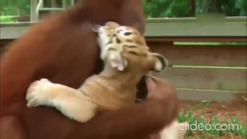 Animals Love Eac other babies Worlds Most loveable video