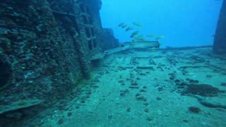 Tropical Fish Party on the Sea Tiger