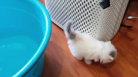 Kitten enjoys first bath!