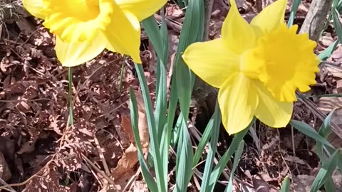 Daffodils