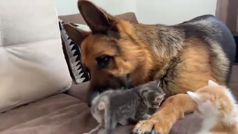 German Shepherd Attack.....ute Tinny Kittens