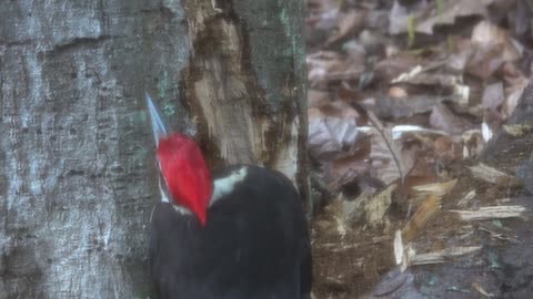 A Pileated Woodpecker at work!