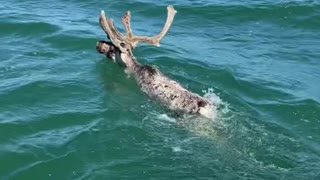 Caribou Goes For A Swim
