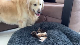 Golden Retriever Meets Puppies for the First Time