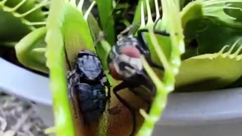 Carnivorus Plant Almost Smashes The Huge Prey