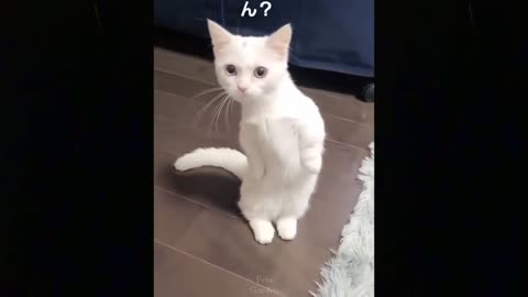 OMG so cute cats funny video