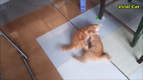 These Two Are Bloody Brothers: Cats Fighting and Meowing | Viral Cat