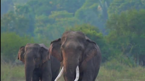 The majestic Wild Tusker - Asian Elephant Kashyapa Srilanka