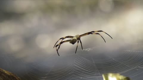 Macro Insect Fauna Spider Garden