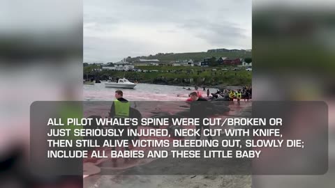 Faroe Islands - While Blood-Sport Dolphin Baby abused