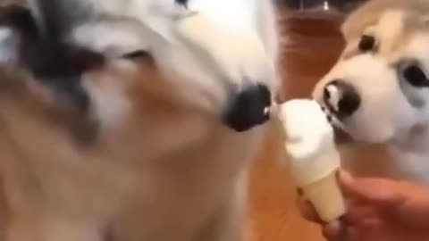 Mama dog sharing icecream with her puppy