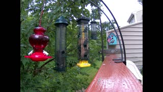 Morning breakfast at the feeder