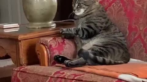 Cat plops on chair to watch TV
