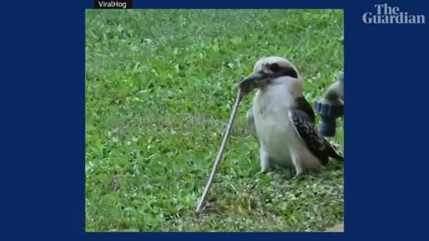 Worm v Bird- Queensland kookaburra struggles with huge earthworm_Cut