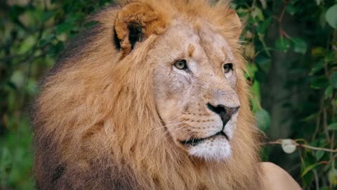 Lion, Masai Lion, African Lion, Lion Mane by Lukas Pich – Stock Footage